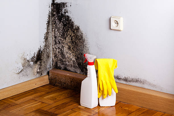 Best Mold Remediation  in Brookmont, MD